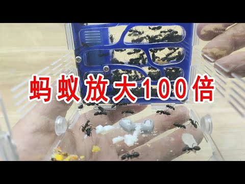 用顯微鏡把螞蟻放大100倍，原來螞蟻長這樣！ 【歪點子實驗室】#螞蟻#觀察實驗#實驗