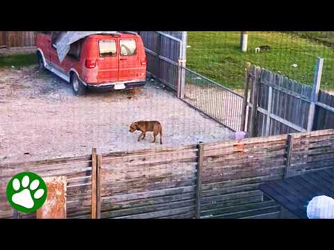 Saving the abandoned dog next door