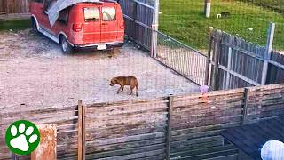 Saving the abandoned dog next door