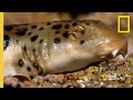Epaulette Shark Adaptations and Evolution