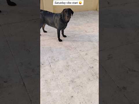 நா ரெடி 😱 #shorts #dogshorts #saturdayvibes #puppies