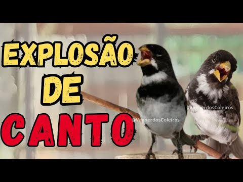 5 COISAS QUE FAZEM CANTAR MAIS COLEIRO PAPACAPIM