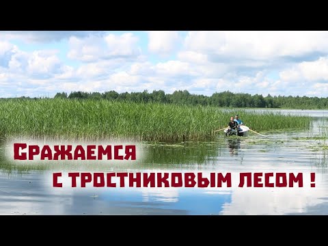 Вычищаем заросшую озерную бухту и продолжаем строить новый дом!