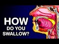 Swallowing Mechanism and Anatomy