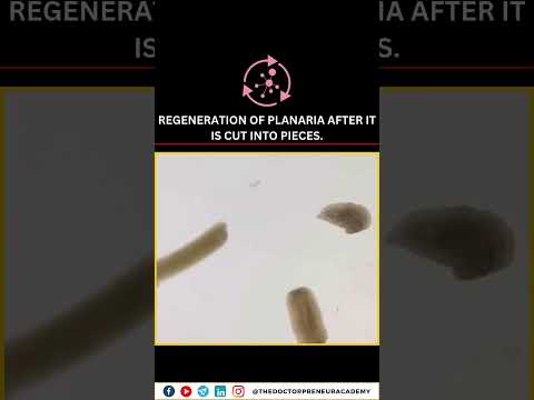 Planariaโs Secret to Regrowing Their Bodies: Could Humans Do It Too?