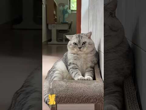 Funny Cat & Cute Kittens600😻 #shorts #kucing #kucinglucu #funny #pet #cat #foryou #viral #viralvideo