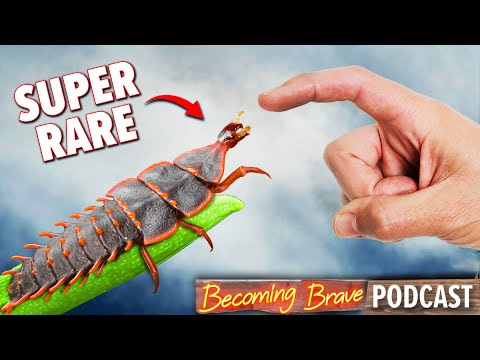 Catching Super Rare Trilobite Beetle!