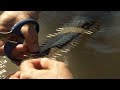 Conservation and Biology of Sawfish