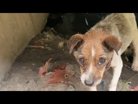 The stray dog trapped under the riverbank, starving, extremely weak