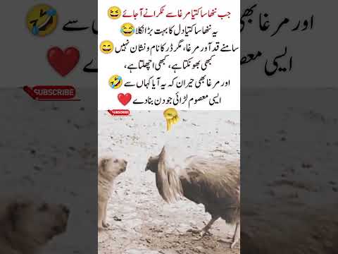 Tiny Puppy Challenges a Giant Rooster ๐๐ถ๐ | Funniest Animal Face-Off#FunnyAnimals #ComedyReels