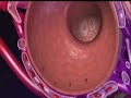 Lung Anatomy and Function Assessment