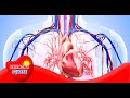 Exploring the Interconnection of Respiratory and Circulatory Systems