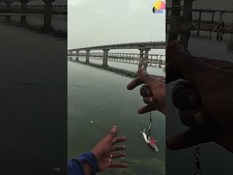 மனிதர்களையே😯 முழுங்கும் மீன்🐟🎣 தமிழ்நாட்டிலா    Wallago Attu Fishing