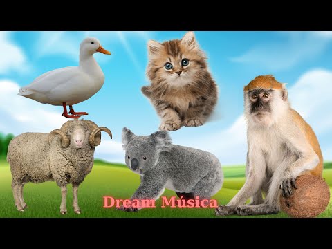 Familiar Animal Sounds: Duck, Kitten, Goat, Koala, Monkey - Animal Videos