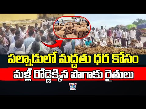 గిట్టుబాటు ధర కోసం రోడ్డెక్కిన పొగాకు రైతులు..! Tobacco Farmers Protest For Cost Price | Chandrababu
