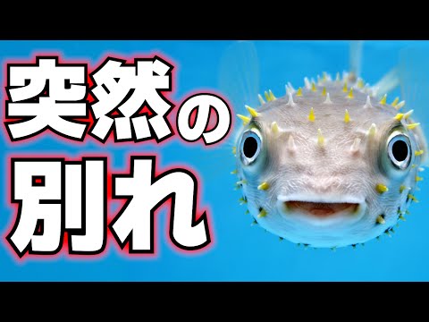 無敵のハリセンボン、突然の別れが来てしまう