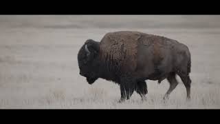 May 2026 - Our Amazing Grasslands - Dan O'Brian