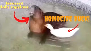 Duck murders a capybara!