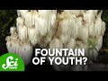 Lion's Mane Mushrooms and Brain Health