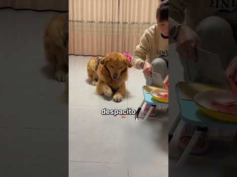 Este Perrito es un Verdadero Ninja 😮🐱‍👤