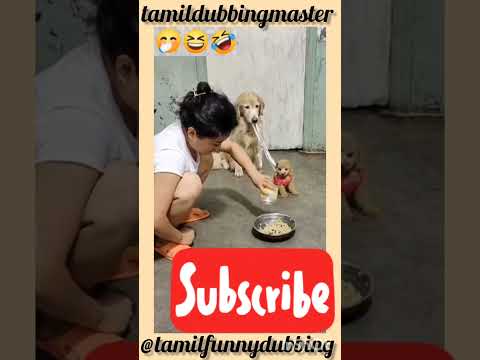 நாயும் குட்டியும் சோறு வேணாம் என ஓடுவது ஏன்?😅😆😀🤣😂😅#dogshorts#doglovers#pets