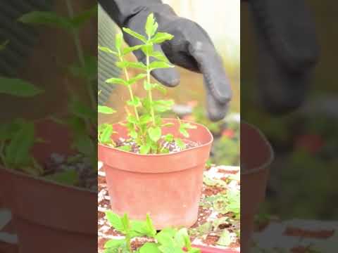 بهذه الطريقة البسيطة يتم زراعة نبات النعناع 🌿