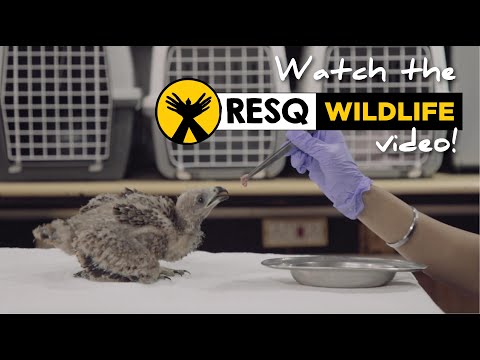 Wildlife Rescue Work done by RESQ