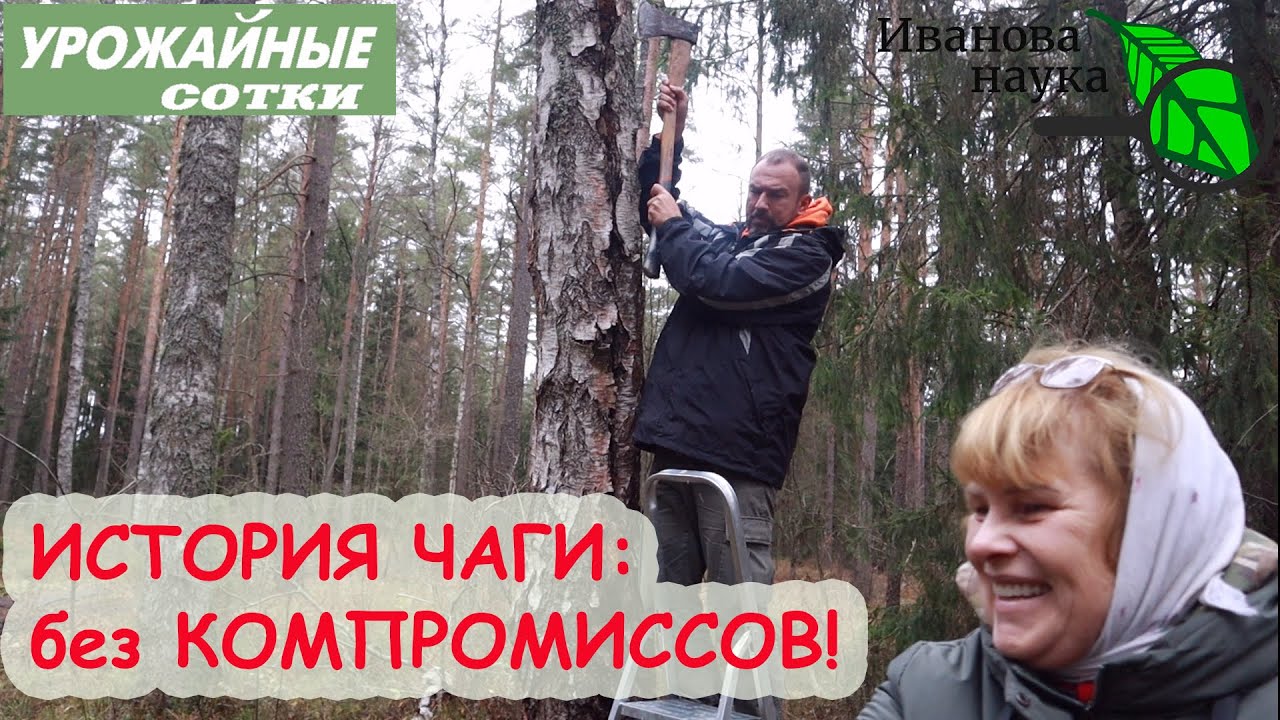 Всё о чаге в 1 видео: зачем собирать, где искать, как добывать, как хранить, готовить и принимать