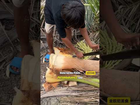 Sayur Raja yang sangat mahal/Umbut kelapa ⁉️ #fakta #edukasi #hiburan