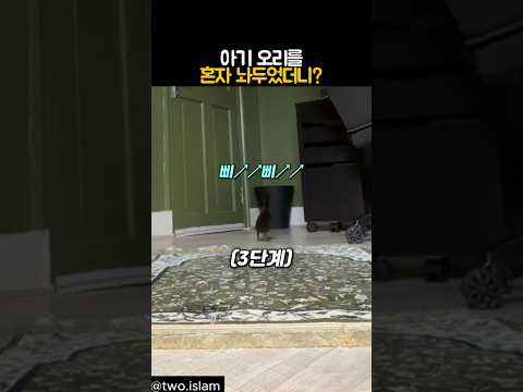 아기 오리를 혼자 놔두었더니? #동물 #오리