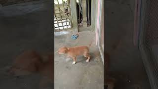 new adopted puppy ☺️