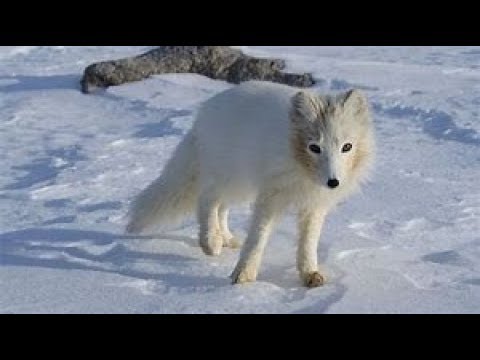 Arctic Fox Tail Roblox Code 06 2021 - roblox arctic fox tail code