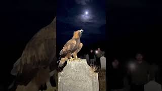 Allah hu Akbar 😭 #islamicstatus #allahhuakbar #fypシ゚viral #cat #trendingshorts #islamicstatus