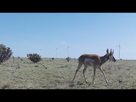 YouTube video thumbnail: New Mexico State University Studying Impact of Wind Farms on Wildlife