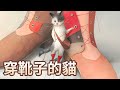 The Adventures of the Cat in Boots