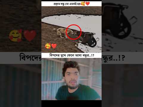 বিপদের মুখে ফেলে আসা বন্ধুর..! 🥰 #shortvideo #viralshort #truelove #doglover #dog