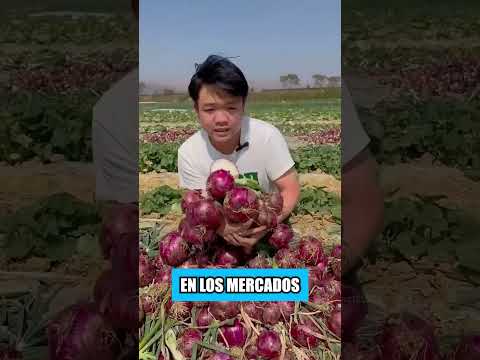 Estos agricultores chinos inteligentes están ganando millones cultivando col junto con cebollas