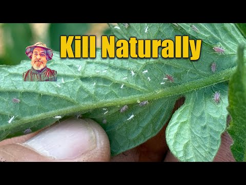 Kill Aphids on Underside of Leaves