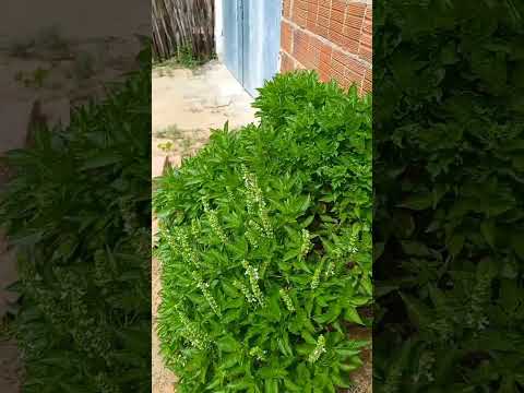 #vei da roรงa o agricultor se gostar curte comenta I compartilha I seecreva no canal