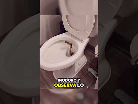 Esto puede salir de tu baño