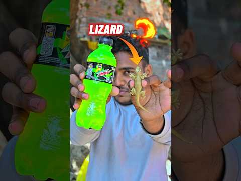 अगर हम छिपकली को mountain Dew मे डाल दे तो क्या होगा #mountaindew #lizard #shotrs