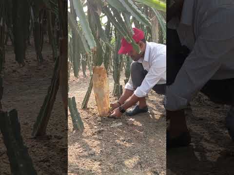 শেকড় পচন  #farming #doyleagro #urbanagriculture #agriculture #doyalagro #urbanfarming