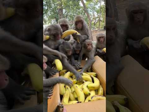 Thanks to us to have a good opportunity to feed hungry monkeys #feedinganimal