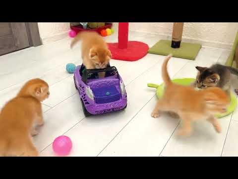 No toy left behind! Playful kittens have the best time of their lives