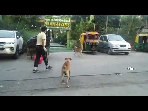 dog feeding in delhi