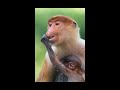 Proboscis Monkey Behavior and Characteristics