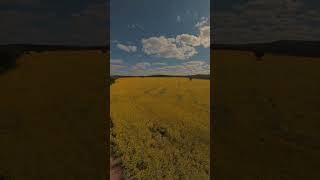 Fields Of Gold