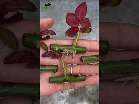 How to grow rose from cuttings.