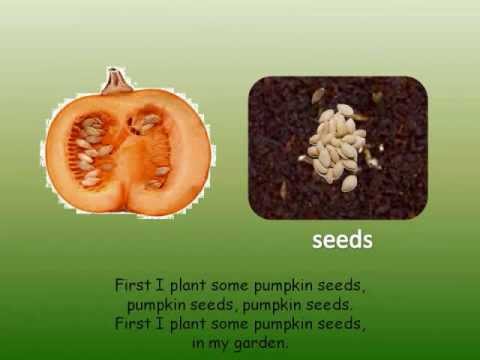 Life cycle of a Pumpkin - YouTube