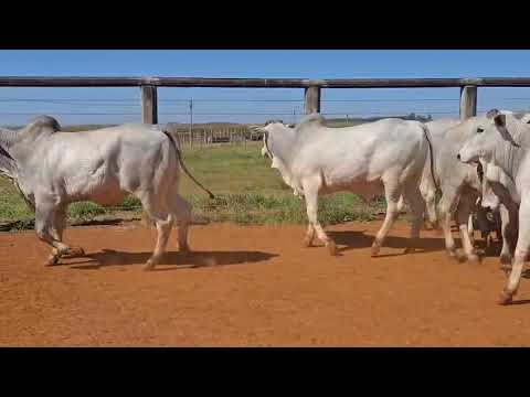 LOTE 01
